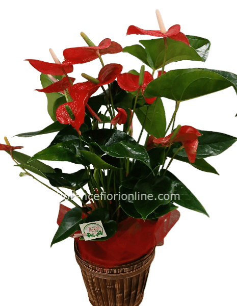 Pianta di anthurium rosso. Altezza 65/70 cm (Confezione Classica)