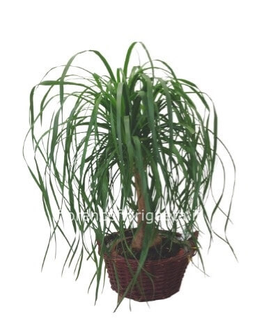 Pianta di beucarnea mangiafumo altezza 45 cm