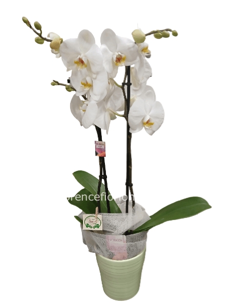 Pianta di Phalaenopsis bianca a 2 steli