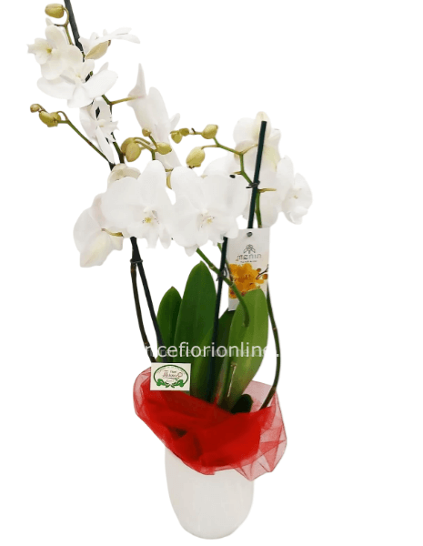 Pianta di Phalaenopsis bianca a 2 steli