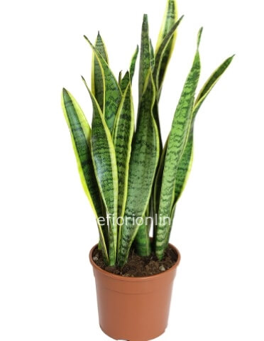 Pianta di sanseveria h. 70 cm
