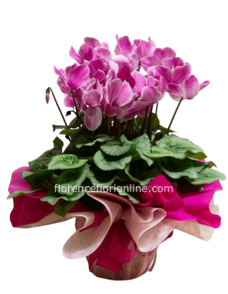 Pianta di ciclamino Fucsia