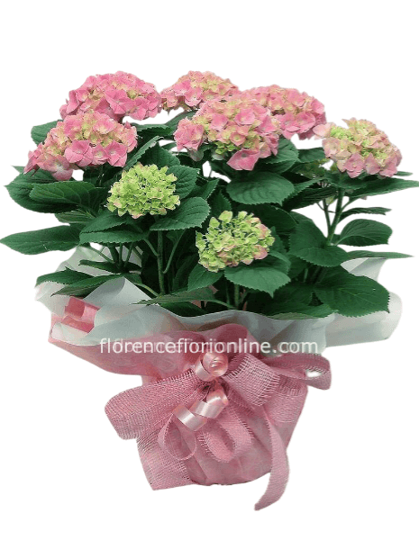 Pianta di ortensia altezza 30/35 cm.