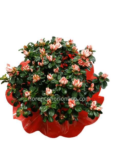Pianta di Azalea - Confezione Classica.