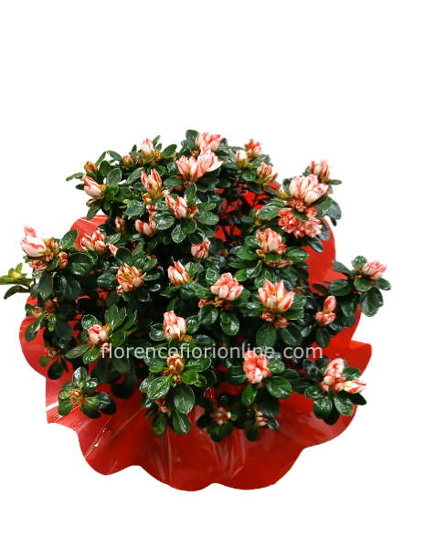Pianta di Azalea