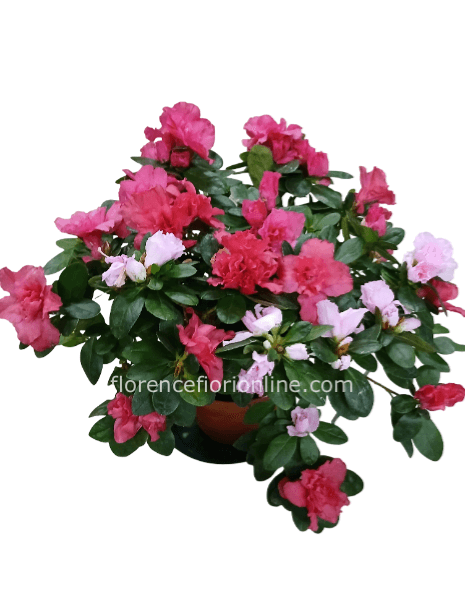 Pianta di Azalea - Confezione Classica.