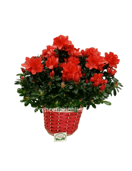 Pianta di Azalea