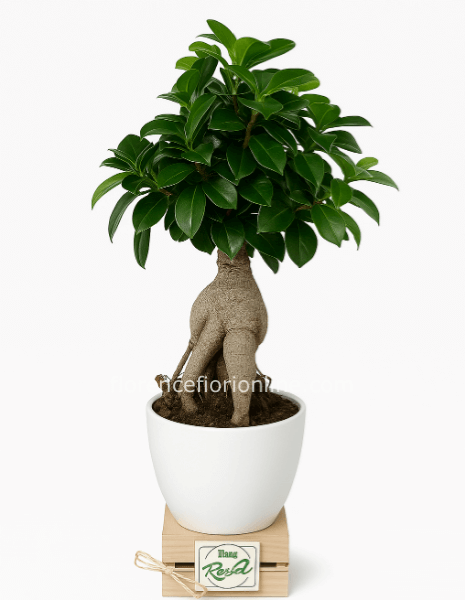 Bonsai Ficus ginseng