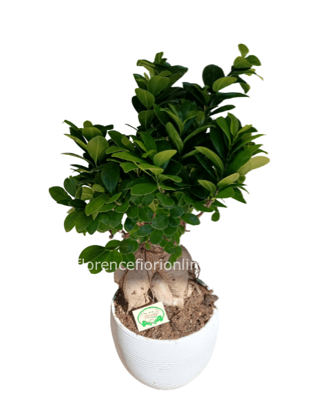 Pianta di bonsai ficus ginseng con vaso di ceramica. (h 30/35 cm)