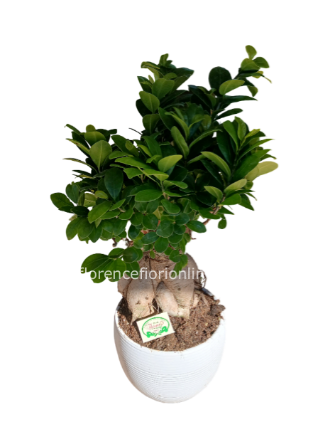 Bonsai Ficus ginseng