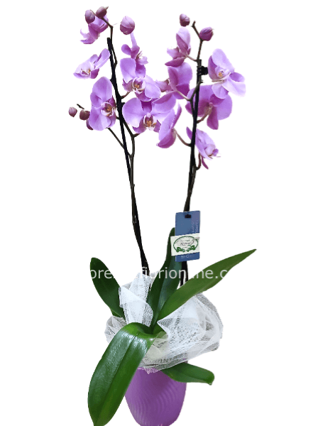 Pianta di orchidea Phalaenopsis fucsia a 2 steli - confez. (Classica)