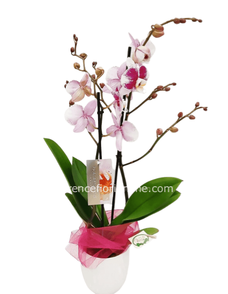 Pianta di orchidea fucsia