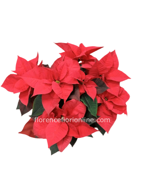 Pianta di Stelle di Natale rossa - altezza 50 cm 