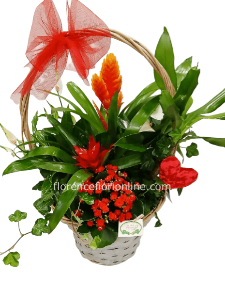 Composizione di piante miste in cesto -