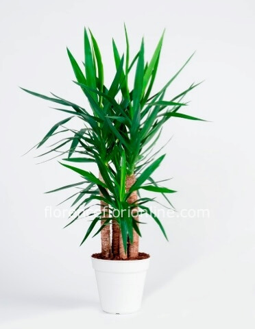 Pianta tronco yucca a 2 fusti (altezza 90 cm)