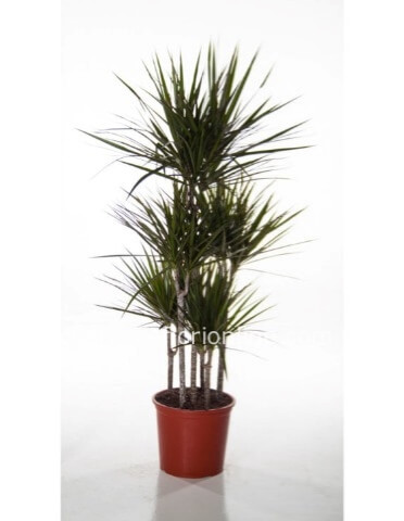 Pianta Dracaena Marginata 2 fusti h. 80cm