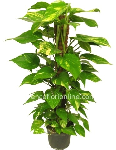 Pianta di Pothos con tutore (altezza 80 cm)