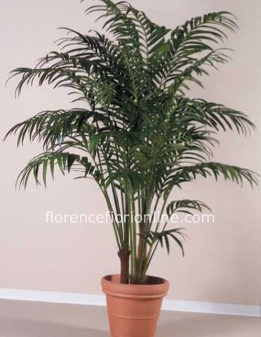 Pianta di Kentia. altezza 140 cm