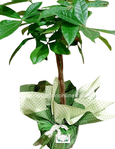 Pianta di Pakira altezza 55/65 cm