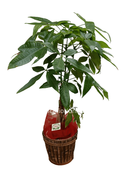 Pianta di Pakira altezza 65/70 cm (Confezione classica)