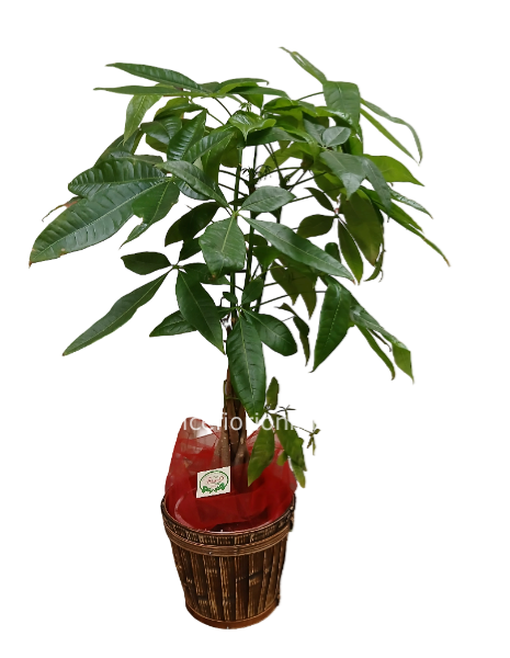 Pianta di Pakira altezza 65/70 cm (Confezione classica)