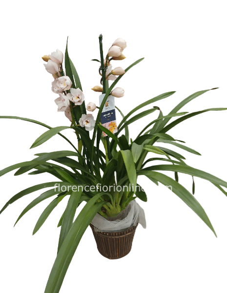 Pianta di Cymbidium con 2/3 rami di fioritura (h. 80 cm)