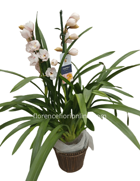 Pianta di Cymbidium con 2/3 rami di fioritura (h. 80 cm)