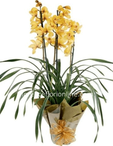 Pianta di Cymbidium con 2/3 rami di fioritura (h. 80 cm)