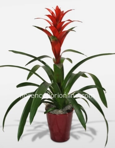 Pianta di Guzmania colore rosso - (h. cm 55/60)