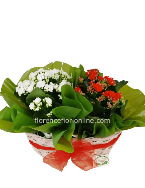 Cestino con due piante di Kalanchoe. L. cm 25 - h. cm 30