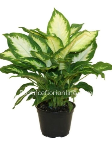 Pianta di Dieffenbachia (altezza cm 55/60)