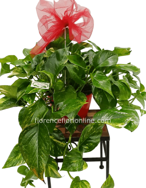 Pianta di Pothos pendente (vaso diametro cm 16)