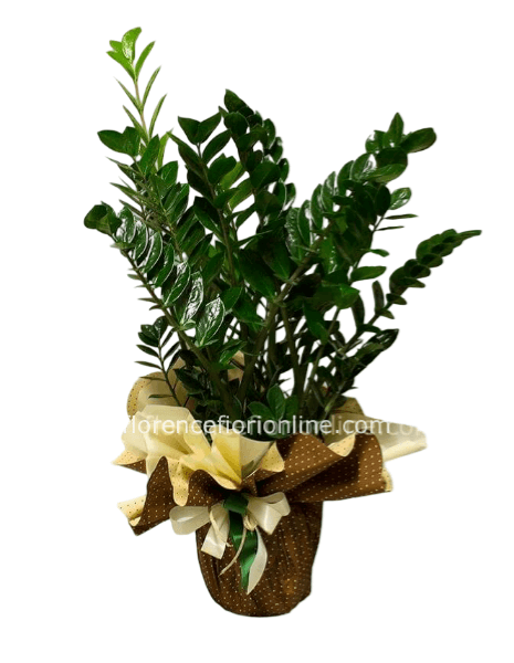 Pianta di Zamia - altezza cm 60/ 70