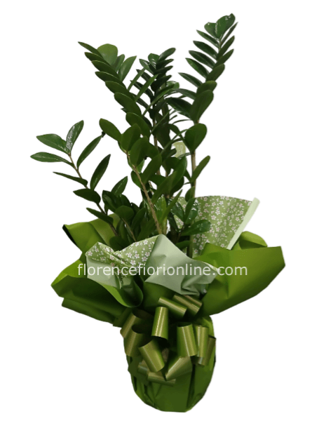 Pianta di Zamia - altezza cm 60/ 70