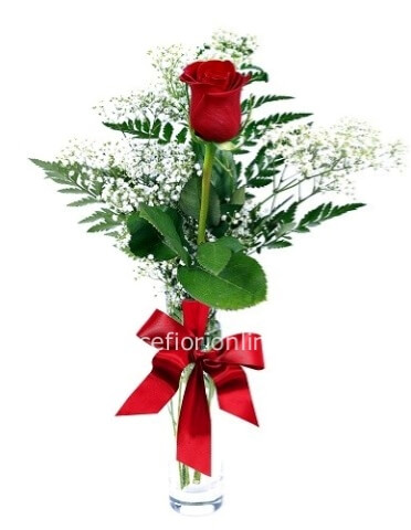 Confezione di 1 Rosa rossa