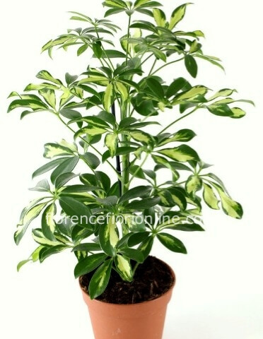 Pianta di scefflera (h. 100 cm)