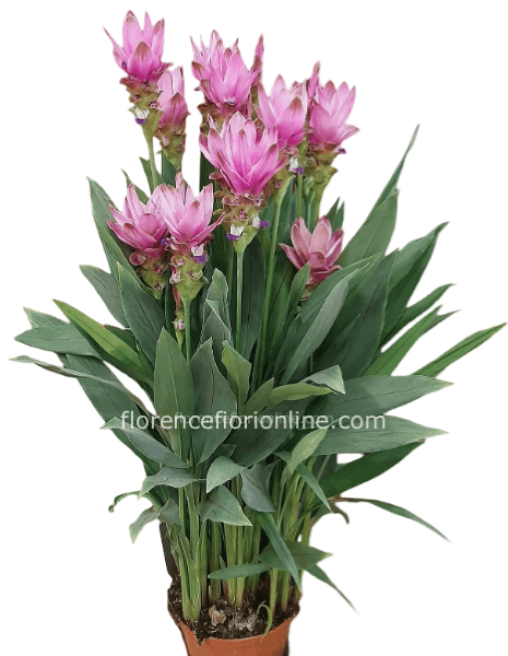 Pianta di Curcuma (h. 50/60 cm)