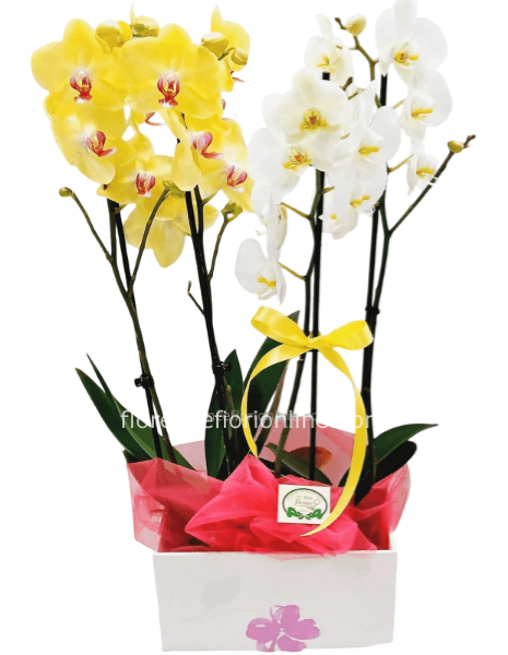 2 piante di orchidea phalaenopsis colori misti in cesto o scatola. h 60 cm