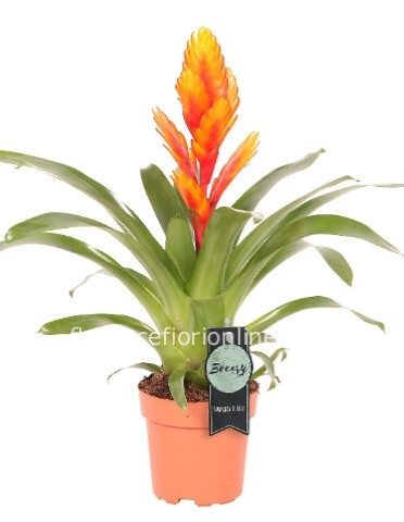 Pianta di Vriesia Confezione classica h. cm 45.