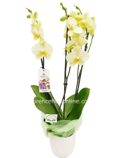 Pianta di Orchidea Phalaenopsis gialla a 2 steli