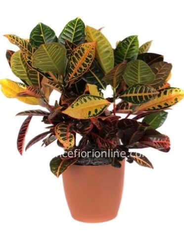 Pianta di Croton