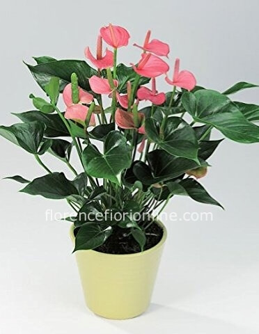 Pianta di Anthurium rosa - Confezione classica.