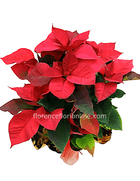 Stella di Natale rossa confezionata - altezza 60 cm