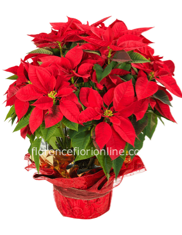 Stella di Natale rossa (altezza 60 cm)