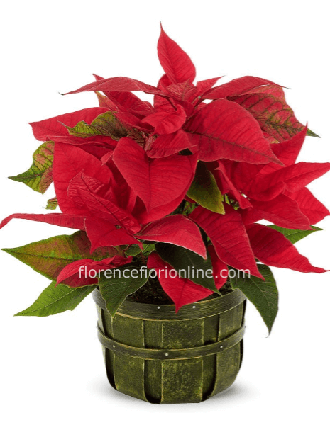 Pianta di Stella di Natale rossa in cesto. Altezza 50/55 cm
