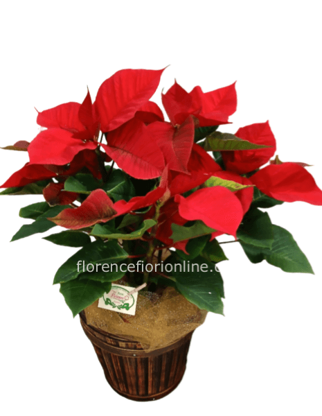 Pianta di Stella di Natale rossa in cesto. Altezza 50/55 cm