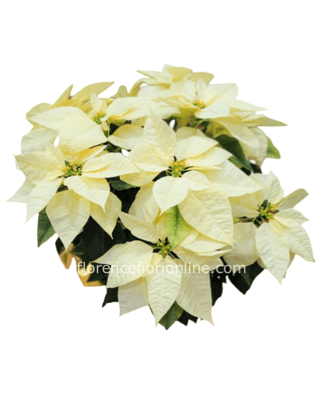 Stella di Natale bianca - h 50 cm