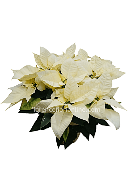 Stella di Natale bianca - h 50 cm