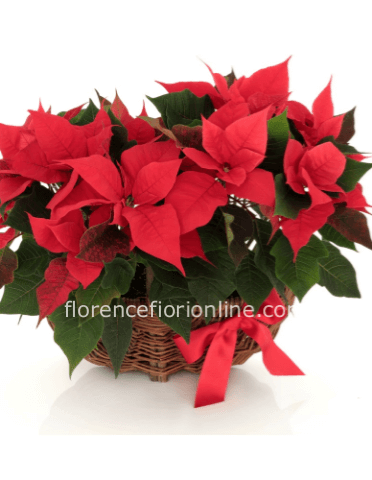Cesto con 3 piante stelle di natale rosse, altezza 35/40 cm