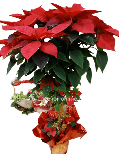 Stella di Natale ad alberello - Altezza 120/130 cm